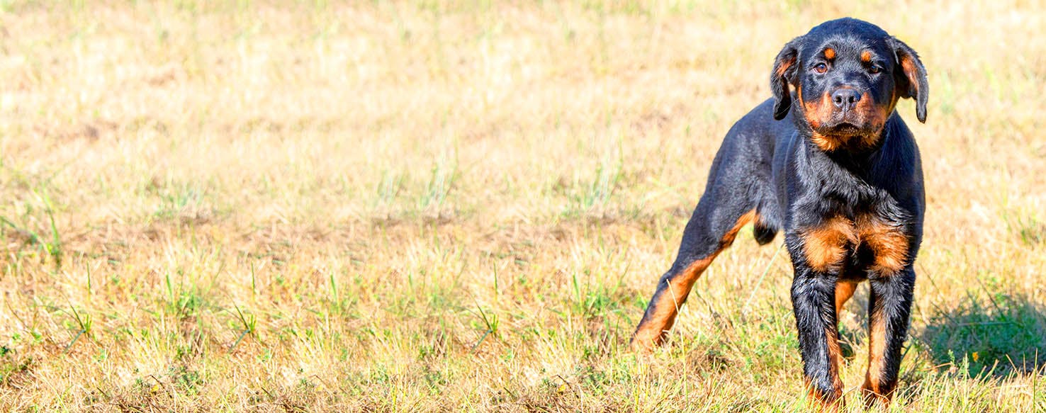 Dog Names Meaning Courage Popular Male And Female Names Wag 